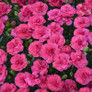 Pretty Poppers® Double Bubble Pinks Dianthus Fragrant Flowers