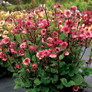 Rose Tempo™ Geum Flowers and Leaves