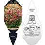 Rose Tempo™ Geum Plant Tag