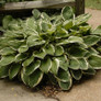 Plant Francee Hosta Growing in the Garden