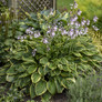 Large Plant Aureo Marginata Hosta Growing