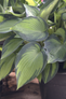 June Hosta Foliage Close Up