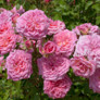 Sweet Drift® Rose Blooming in the Sunlight