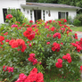 Scarlet Flower Carpet Rose in the Front Yard