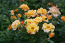 Sunorita® Landscape Rose Blooming