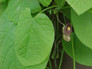 Dutchman's Pipe Closed Up Leaves