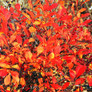 Brilliantissima Red Chokeberry Foliage Turning Red in the Fall