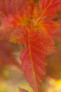  Amber Jubilee Ninebark Leaves in Fall Season