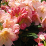 Percy Wiseman Rhododendron Flowers in the Sunlight