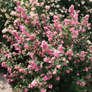 Candy Coralberry in the garden