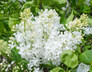 New Age White Lilac Flowers Close Up