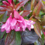Strobe Weigela Blooms and Leaves