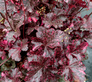 Midnight Rose Coral Bells Covered in Foliage