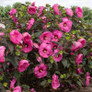  Head Over HeelsPassion Hibiscus Flowering 