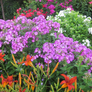 Volcano® Purple Garden Phlox Growing in the Garden