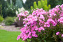  Cotton Candy Garden Phlox in the Garden