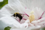 Bali™ Hibiscus With Bumblebee In It