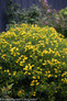 Sunny Boulevard Hypericum Bush with Yellow Flowers