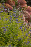 Lil Miss Sunshine Caryopteris Bush with Blue Purple Flowers