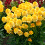 Cara Mia™ Yellow Coneflower Foliage and Blooms