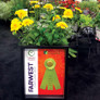 Cara Mia™ Yellow Coneflower Farwest Award 2018