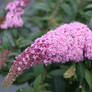 Pugster Pink Butterfly Bush with Large Pink Blooms