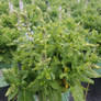 Bumblesky Garden Sage in Nursery Pot