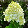 Limelight Hydrangea Bloom