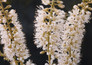 clethra vanilla spice with white blooms