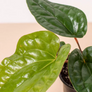 Radicans X Luxurians Anthurium Leaves Close Up