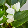 White Anthurium Stem with Leaves and Flower Close Up