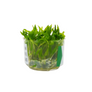 Cryptocoryne Wendtii Green in Tissue Culture Cup