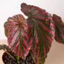  Exotica Begonia Leaves Close Up