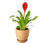 Bromeliad Christiane in Clay Pot with Saucer