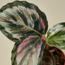 Medallion Ii Calathea