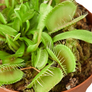 Dionaea muscipula versus  Venus Fly Trap Plant