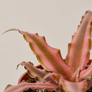 Pink Star Cryptanthus Leaves Close Up 