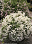 Yuki Snowflake Deutzia Bush with White Flowers