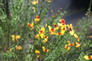 Sister Disco Scotch Broom with Yellow Red Blooms