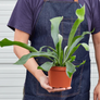 Staghorn Fern Size 