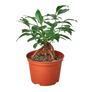 Healthy Ginseng Ficus