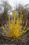 Show Off Starlet Forsythia Bush in Landscaping Blooming