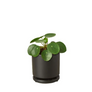 Pilea peperomioides versus Chinese Money Plant