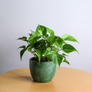 Healthy Green Queen Pothos