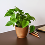 Green Queen Pothos on table top