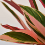 Stromanthe Triostar Leaves Close Up
