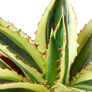 Quadricolor Agave Leaves with Thorns