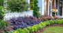 Curb Appeal Idea For Southern States With Purple Foliage Loropetalums