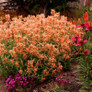 Poquito™ Orange Hummingbird Mint Covered in Blooms