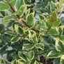 Honey Maid Holly Stem with Leaves